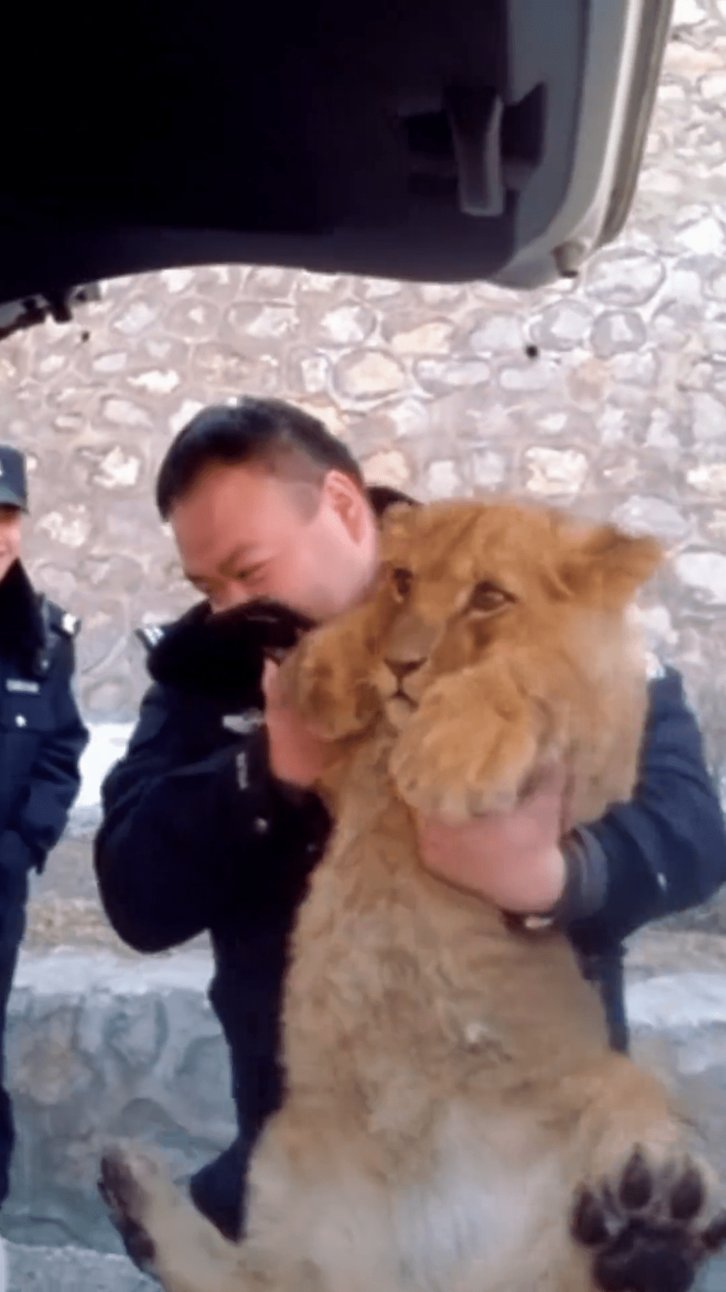 警員將小獅子抱進警車。