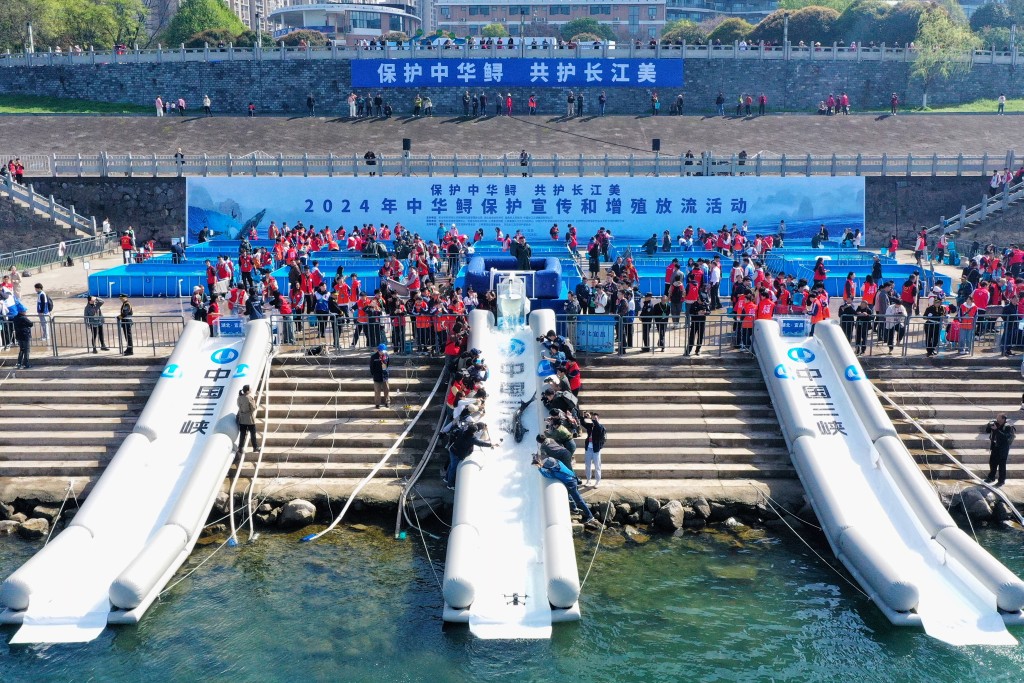 今年3月湖北宜昌长江举行的人工繁殖中华鲟放生活动。新华社