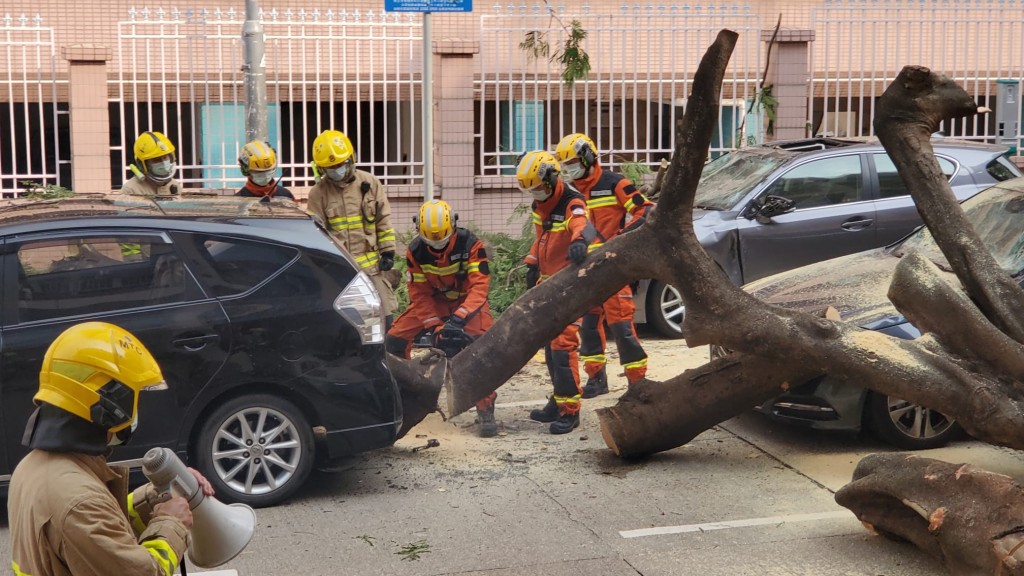 何文田巴富街今早發生大樹壓車意外。