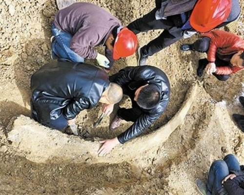一個長約3米的巨型象牙化石近日在河南永城市出土。（網圖）