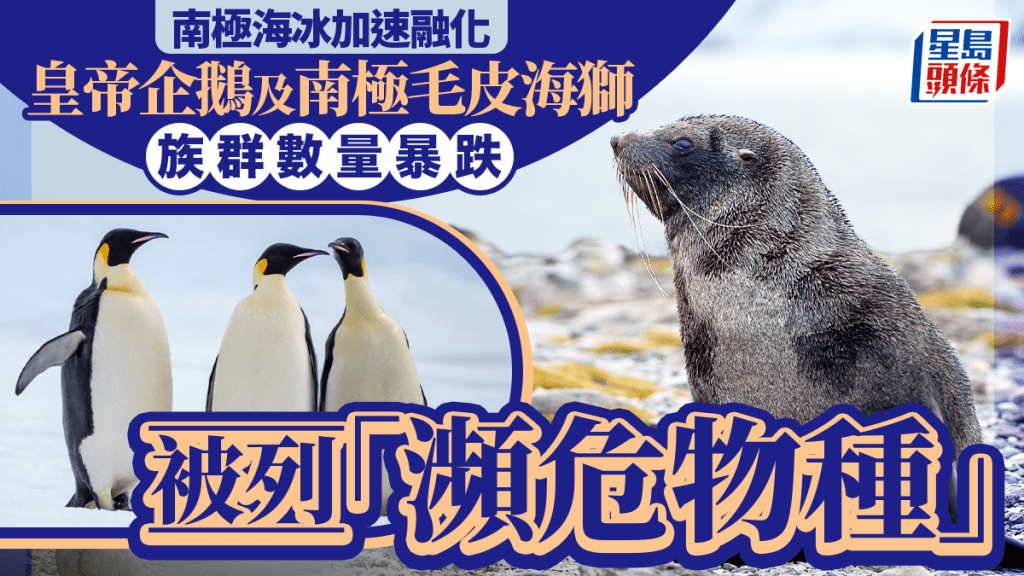 南極海冰加速融化 皇帝企鵝改列瀕危