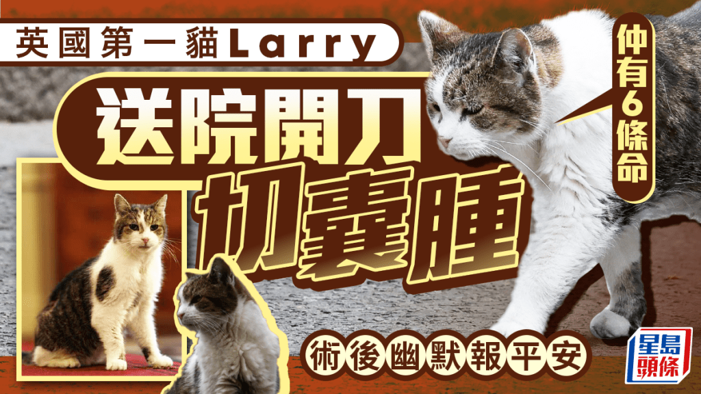 英第一貓Larry開刀切囊腫 術後幽默報平安：還有6條命
