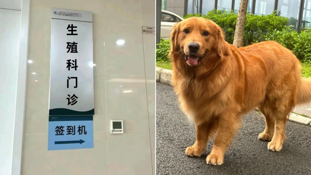 上海有狗主未對飼養的金毛犬牽繩，致牠撲向一名孕婦，導致對方流產被判賠9萬元。示意圖