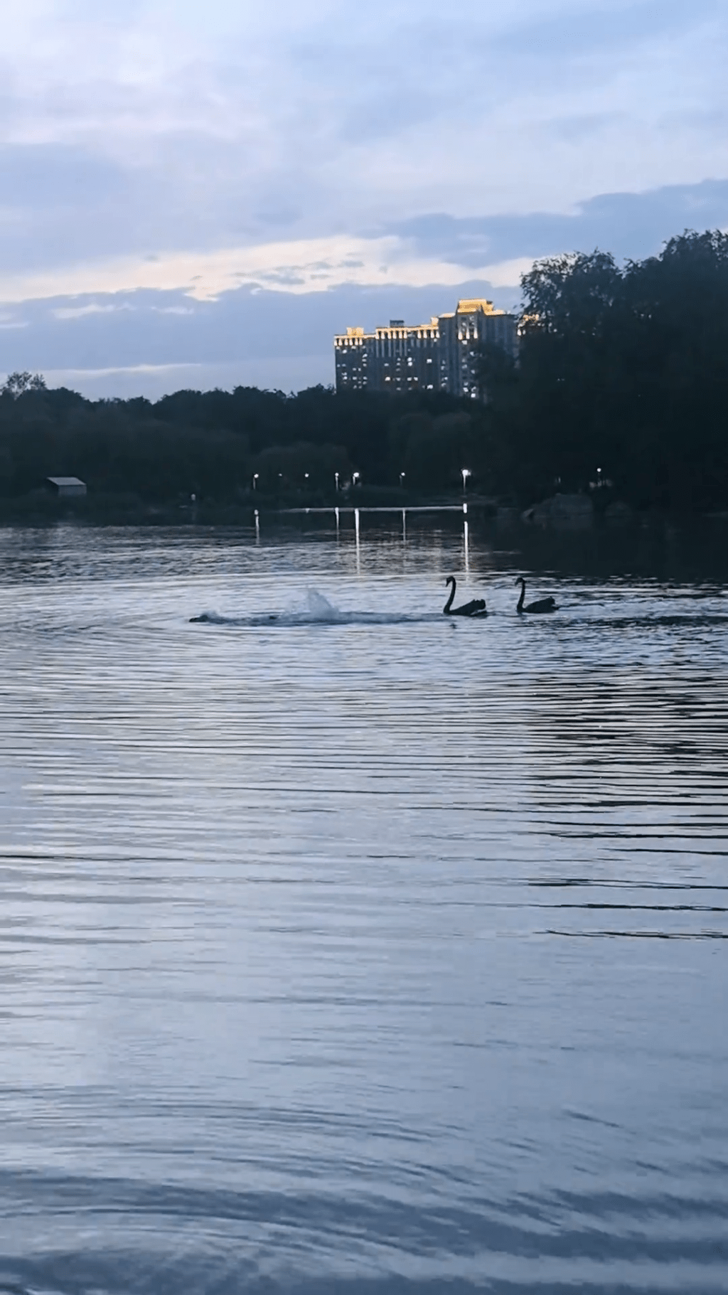 內蒙古包頭奧體公園,一名男子在湖中游泳。 抖音 內蒙古包頭奧體公園,一名男子在湖中游泳。 抖音