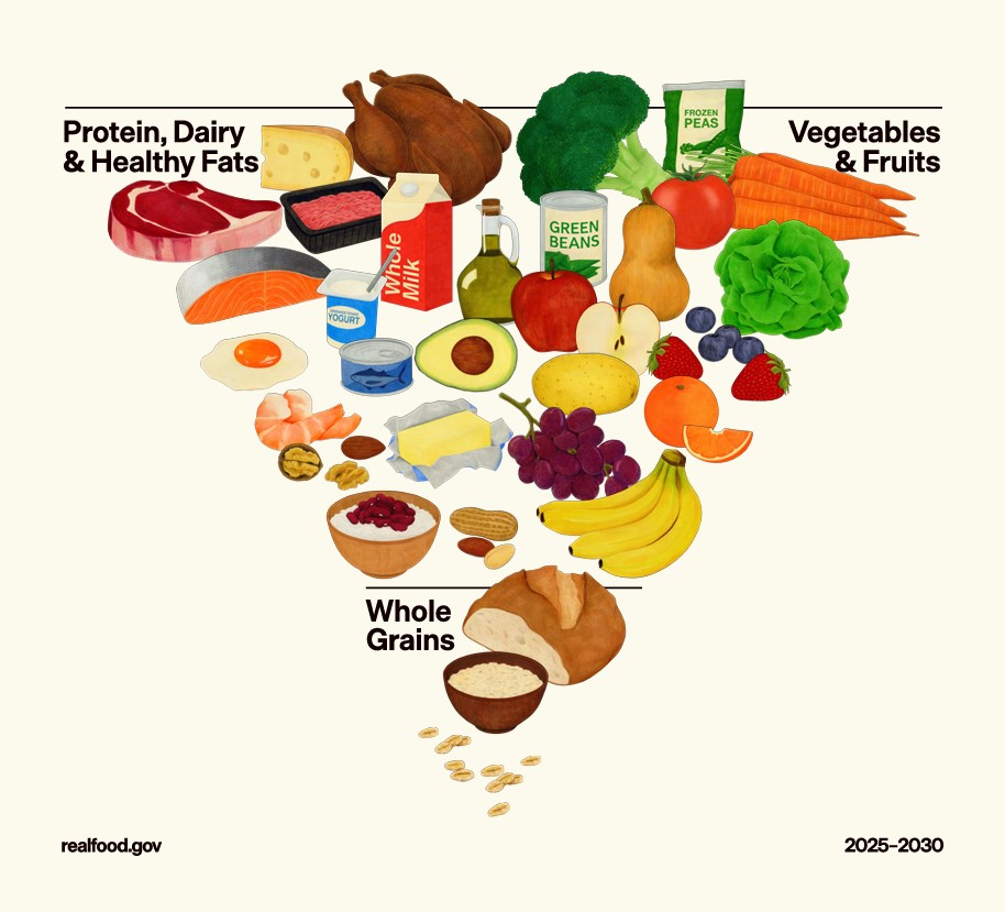 美國政府正式公布更新的《美國人飲食指南》,首次以「倒金字塔」形式呈現。 美國政府正式公布更新的《美國人飲食指南》,首次以「倒金字塔」形式呈現。