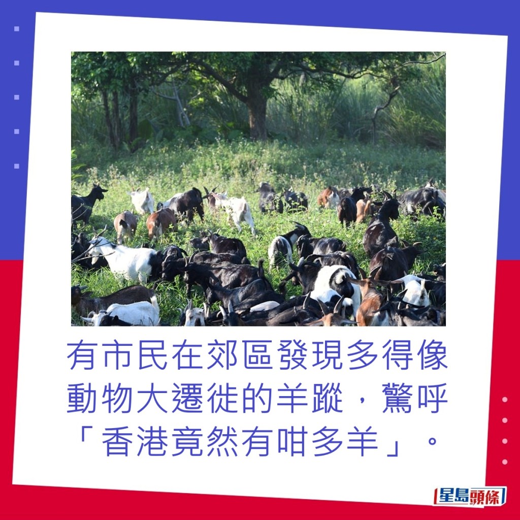 有市民在郊区发现多得像动物大迁徙的羊踪，惊呼「香港竟然有咁多羊」。（图片截图）图片授权Yick Yick Yick