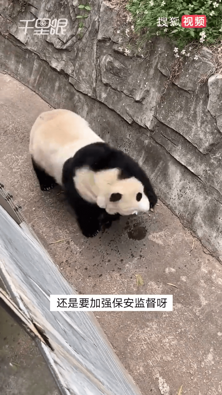 大熊猫雅一不停摇头。
