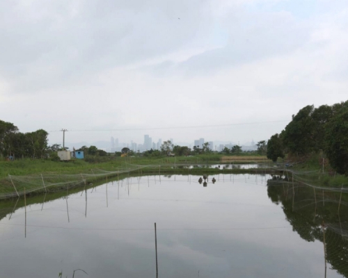 元朗一魚類養殖區內狗隻被發現懷疑遭虐待。資料圖片