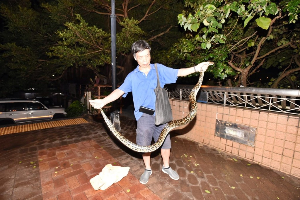 「蛇王」到場徒手活捉，將蟒蛇帶走。