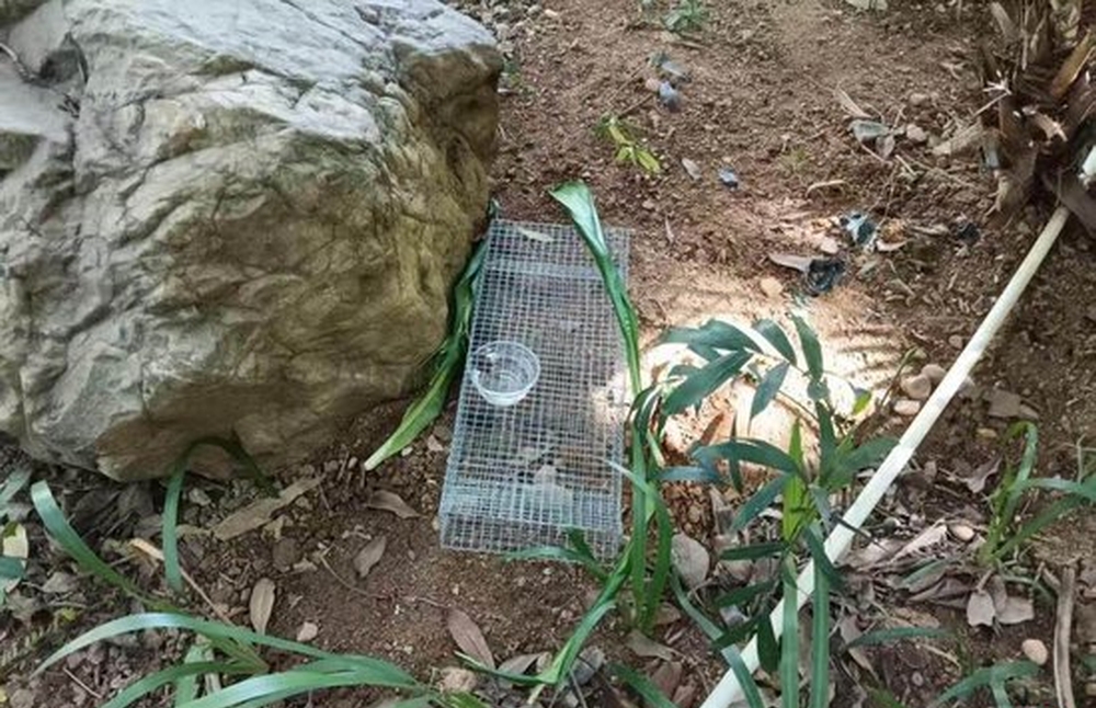 捕蛇工具。 捕蛇工具。