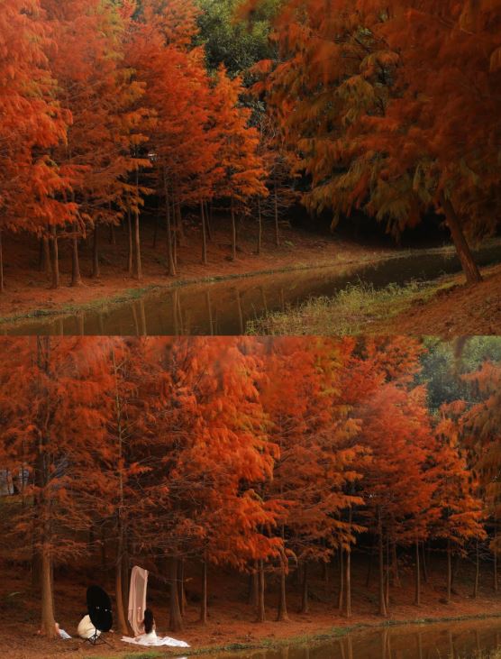 聚龍山濕地公園秋季景色優美怡人