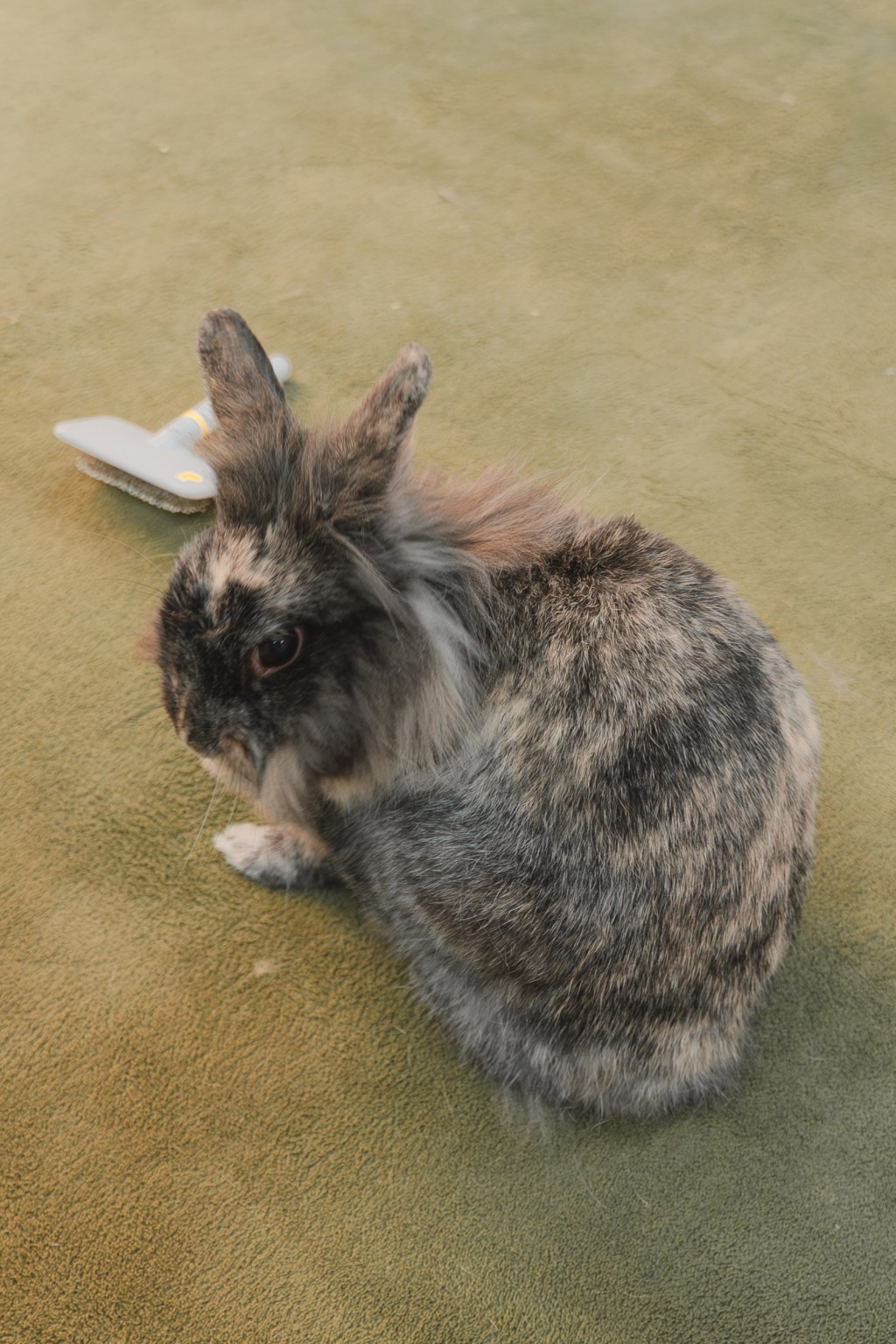 到养到大约一岁左右，发现养兔子很麻烦或加上生病而弃养。