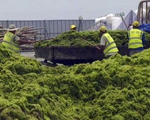 山東青島遭最大規模滸苔侵襲，已打撈24萬噸。央視新聞圖