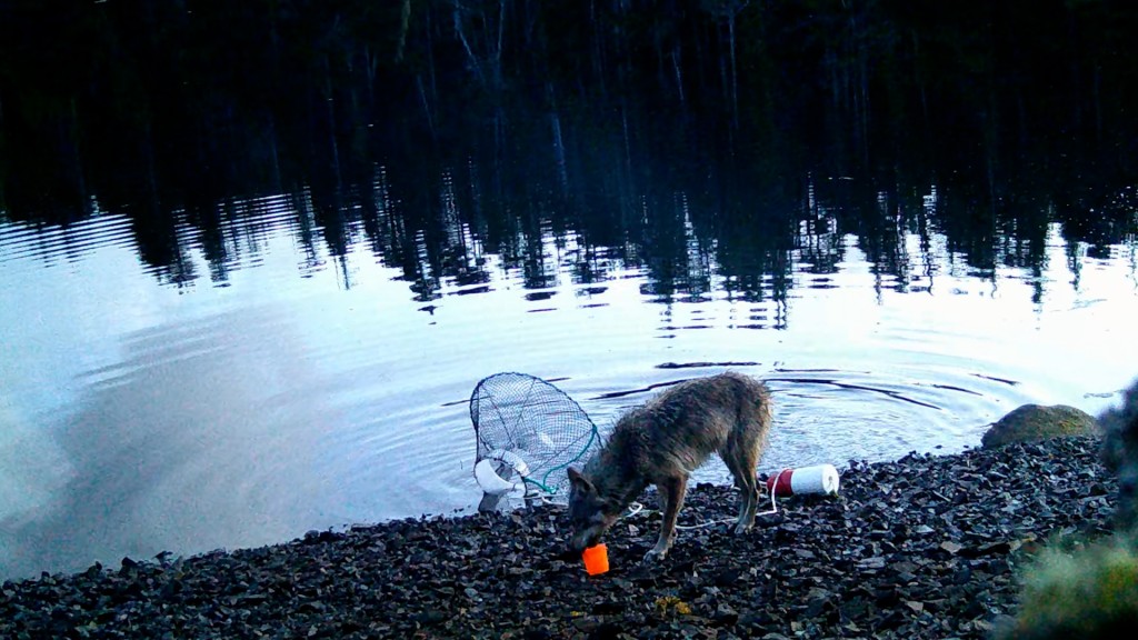 野狼最终成功取得食物。Ecology and Evolution