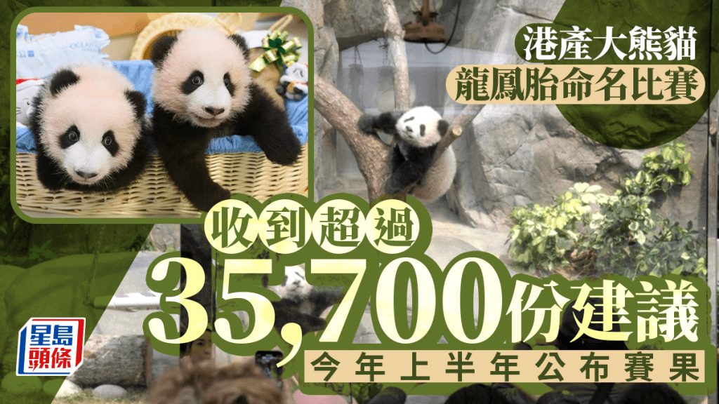 港產大熊貓|龍鳳胎命名比賽截止 海洋公園 : 收逾3.5萬份建議 反應熱烈