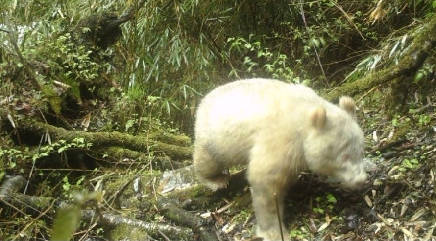 2019年首次攝錄的白色大熊貓側影。