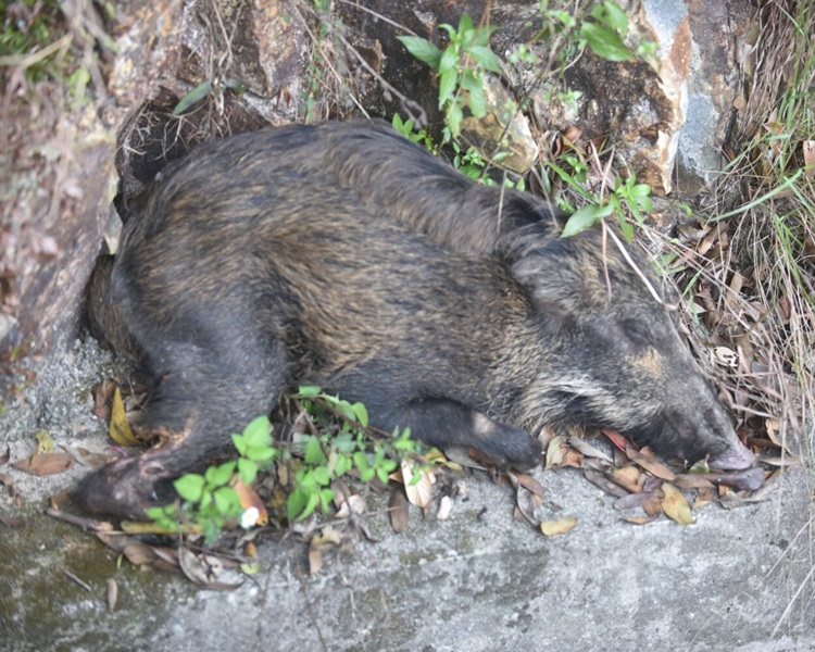 小野猪右脚受伤被困引水道。杨伟亨摄