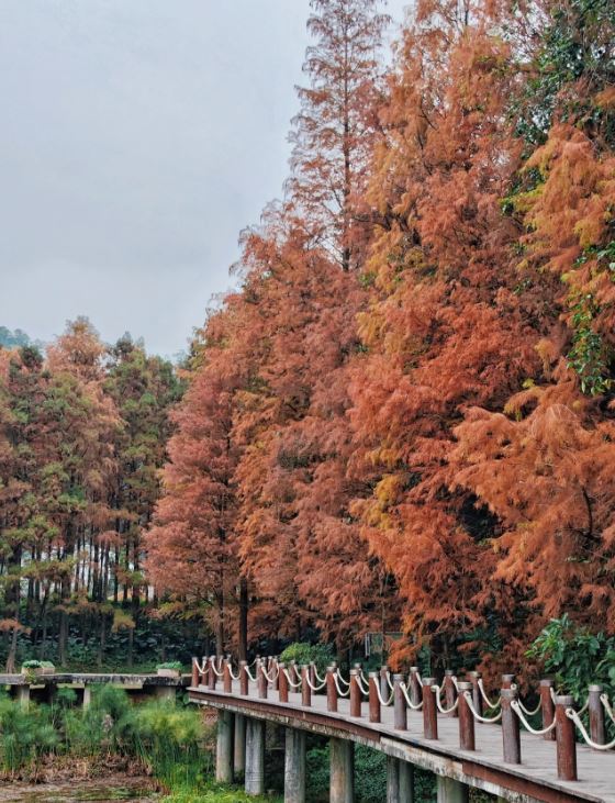 仙湖植物园是观赏落雨杉热点之一