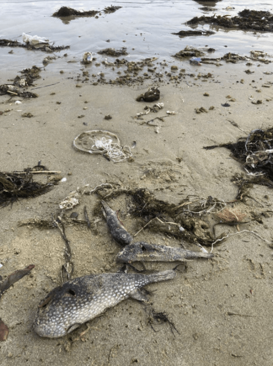 河豚尸体在志贺岛岸边被冲上岸。