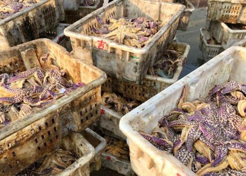 海星會吃掉漁戶養殖的蛤蜊，造成嚴重經濟損失。網圖