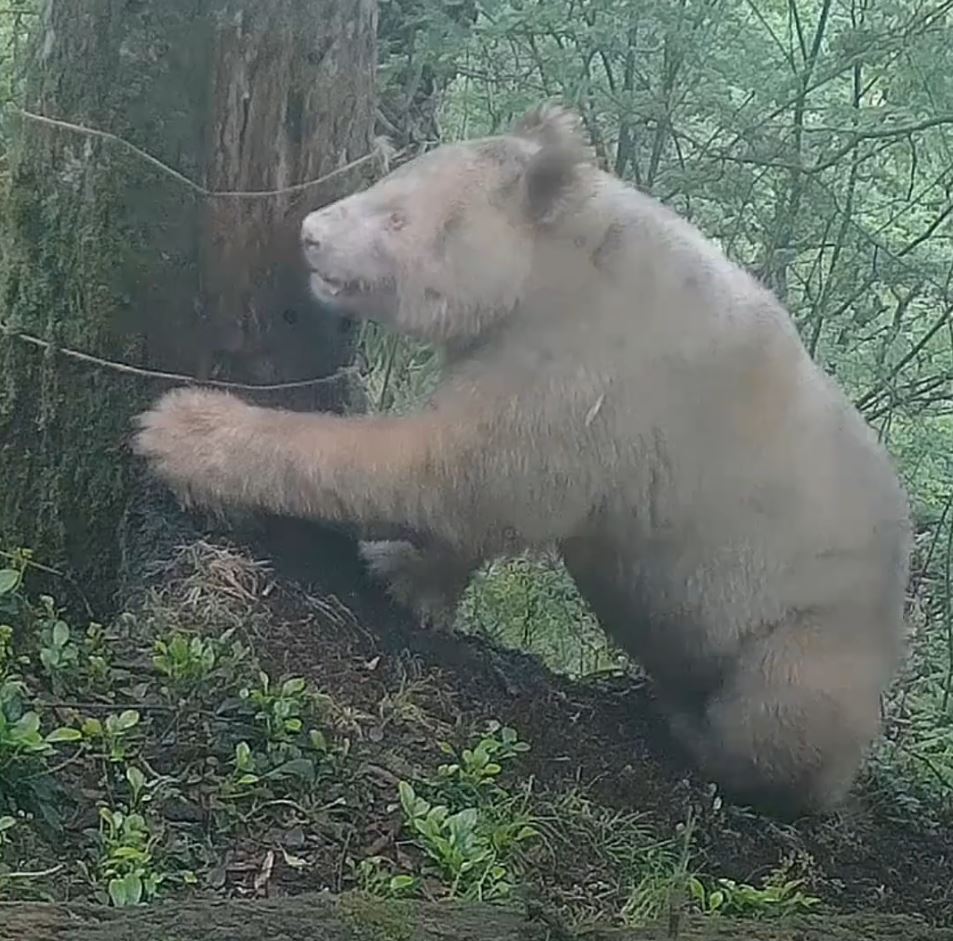 影片显示全球唯一的白色大熊猫，野外生存技巧已很成熟。微博