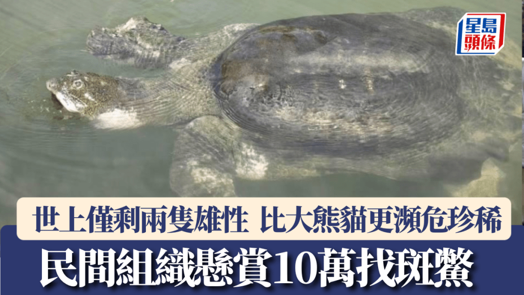 世上僅剩兩隻雄性，內地民間組織懸賞10萬尋找「最後的斑鱉」。