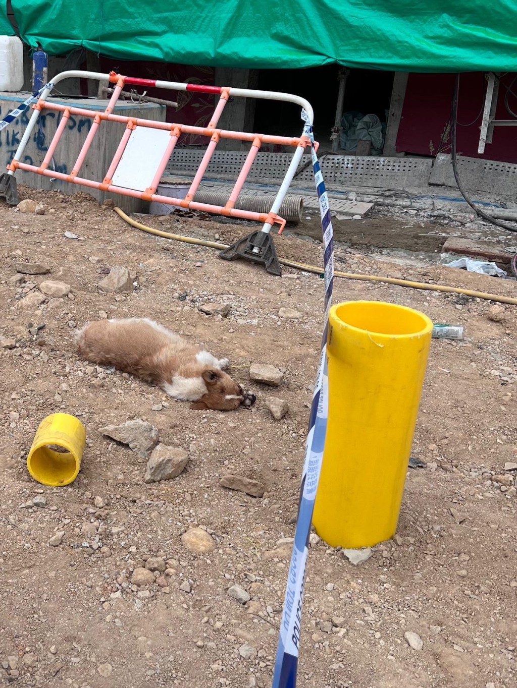 哥基犬伏屍在地盤外的爛地。愛護動物協會提供圖片