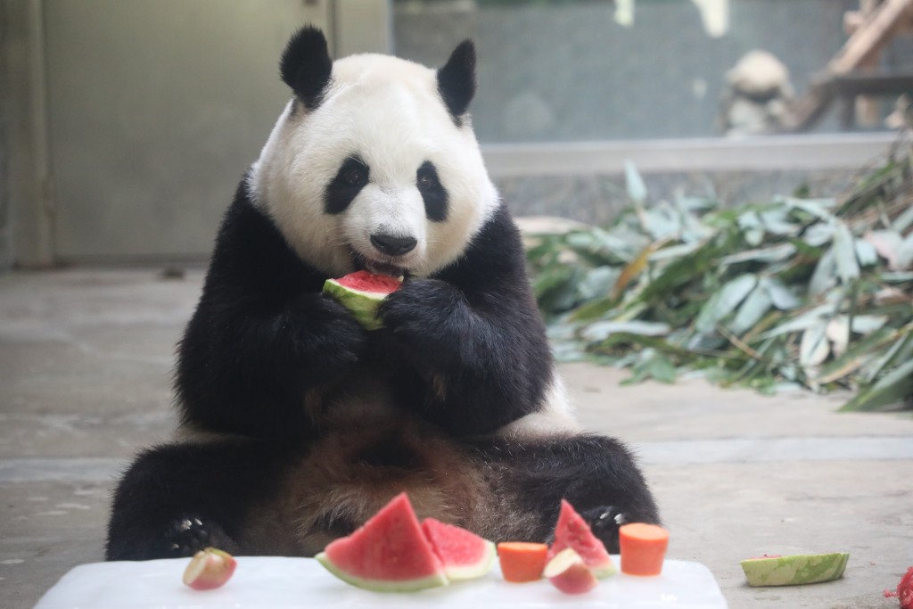 西安秦嶺野生動物園大熊貓進食西瓜。中新社 西安秦嶺野生動物園大熊貓進食西瓜。中新社