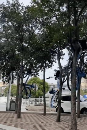 多輛共享汽車被掛到樹上。都市現場