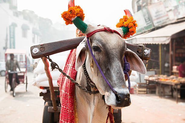 印度民眾視牛隻為「聖物」。