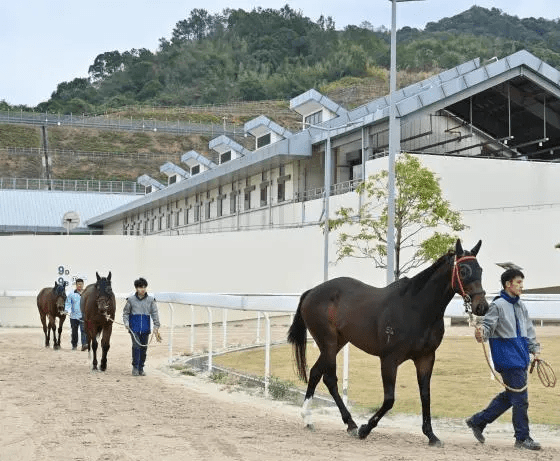 工作人員牽著賽駒前往從化馬場的游泳池。中新社