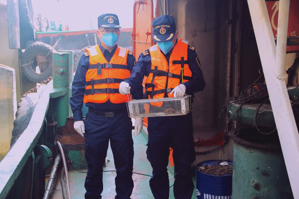 佛山海關檢走老鼠。網上圖片