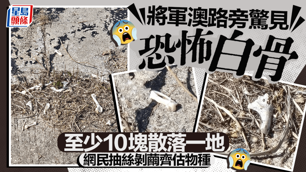 將軍澳路旁驚見恐怖白骨 至少10塊散落一地 網民抽絲剝繭齊估來歷
