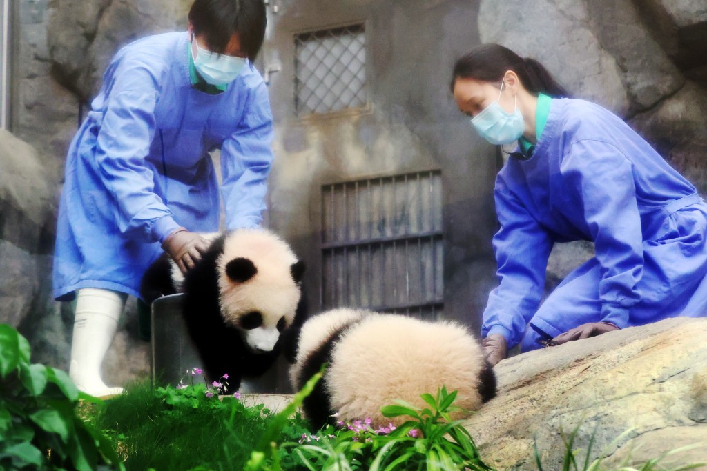 港产大熊猫龙凤胎“家姐”和“细佬”，将于2月15日迎来半岁生日。资料图片