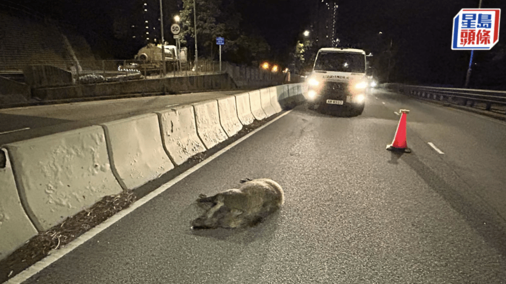 野豬橫屍馬路。蔡楚輝攝