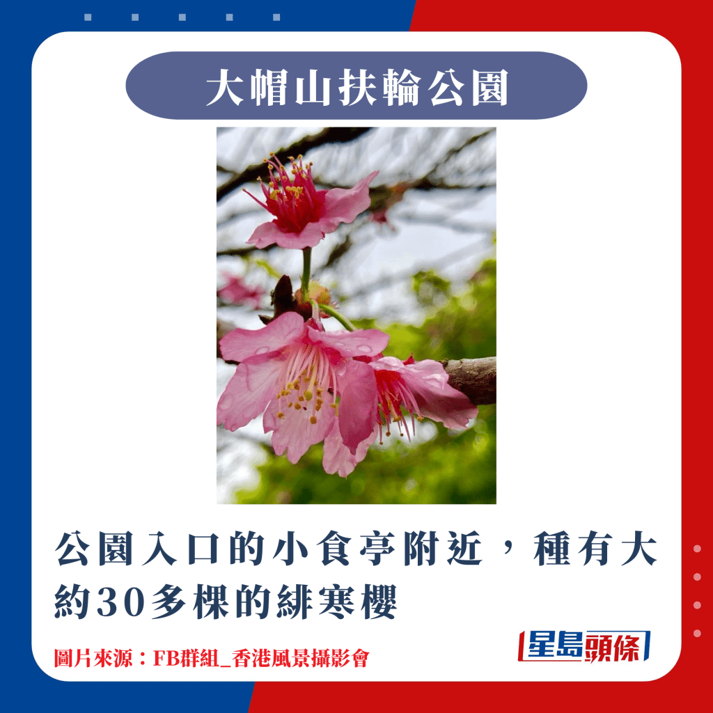 香港10大赏樱热点｜公园入口的小食亭附近，种有大约30多棵的绯寒樱