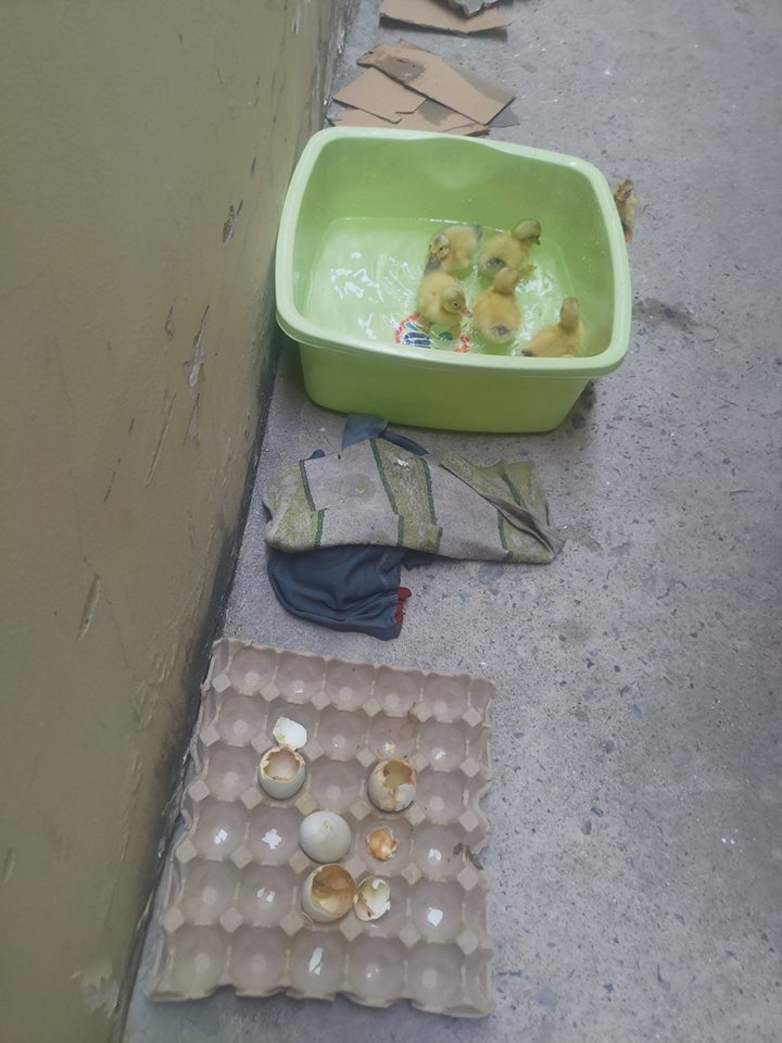 越南天氣熱到鴨蛋也孵化。網上圖片
