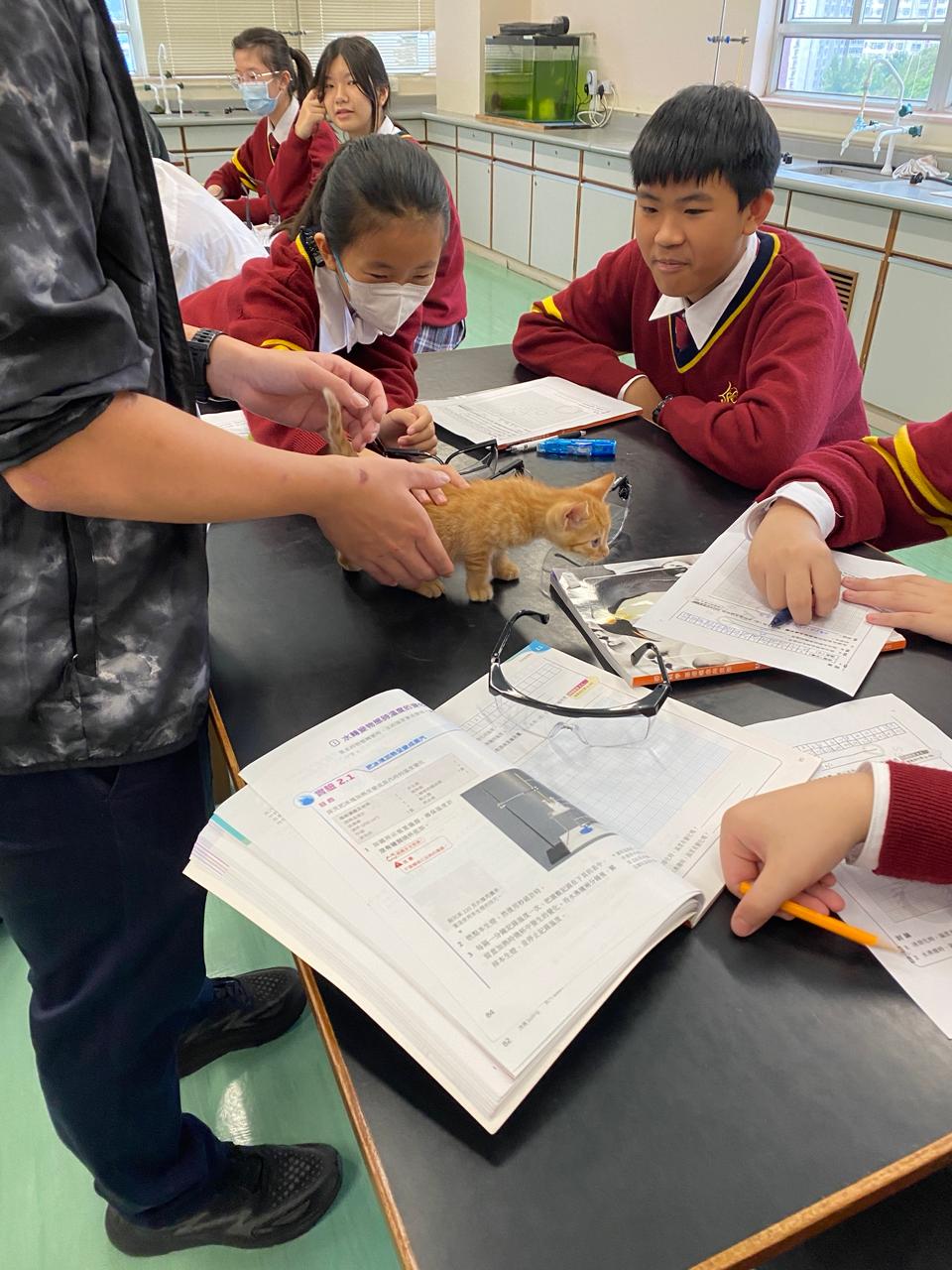 學生們曾在學校中發現只出生兩天的奶貓,大家都在小息時紛紛爭着餵奶,展現愛心。 學生們曾在學校中發現只出生兩天的奶貓,大家都在小息時紛紛爭着餵奶,展現愛心。