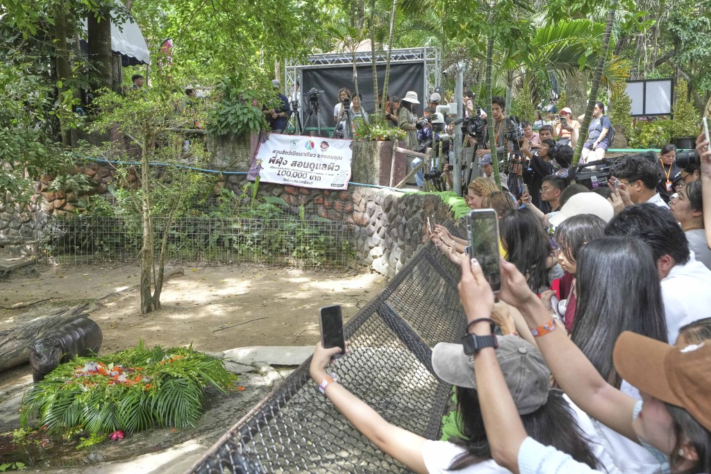 逾萬遊客為彈跳豬慶生。美聯社 逾萬遊客為彈跳豬慶生。美聯社