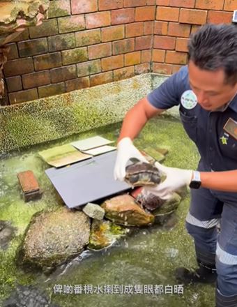 龜途人員趕赴現場檢查及評估龜隻狀況。龜途 The Turtle's Inn 影片截圖