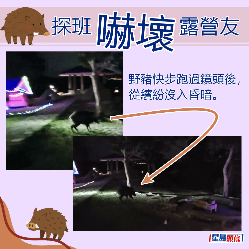 野猪快步跑过镜头后，从缤纷没入昏暗。fb「香港人露营分享谷」截图