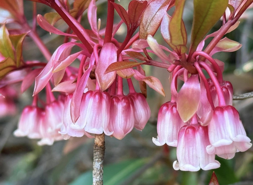 山頂花園的吊鐘花。圖片授權Ｗinnie Lam