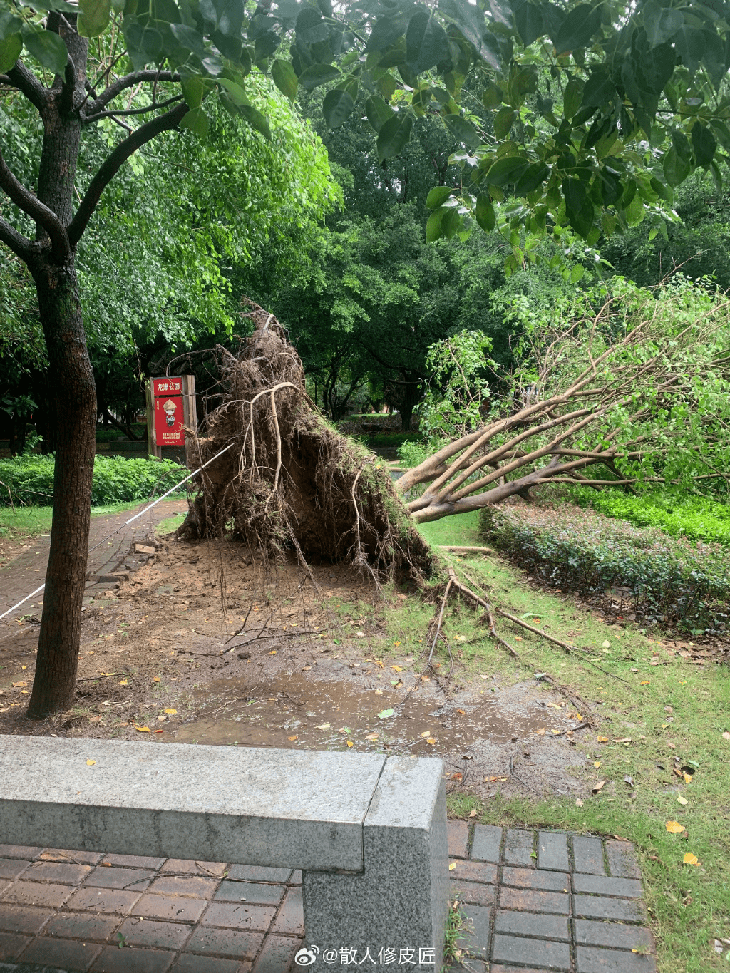 台风杜苏芮晋江沿海登陆，市面大树被刮起倒下。