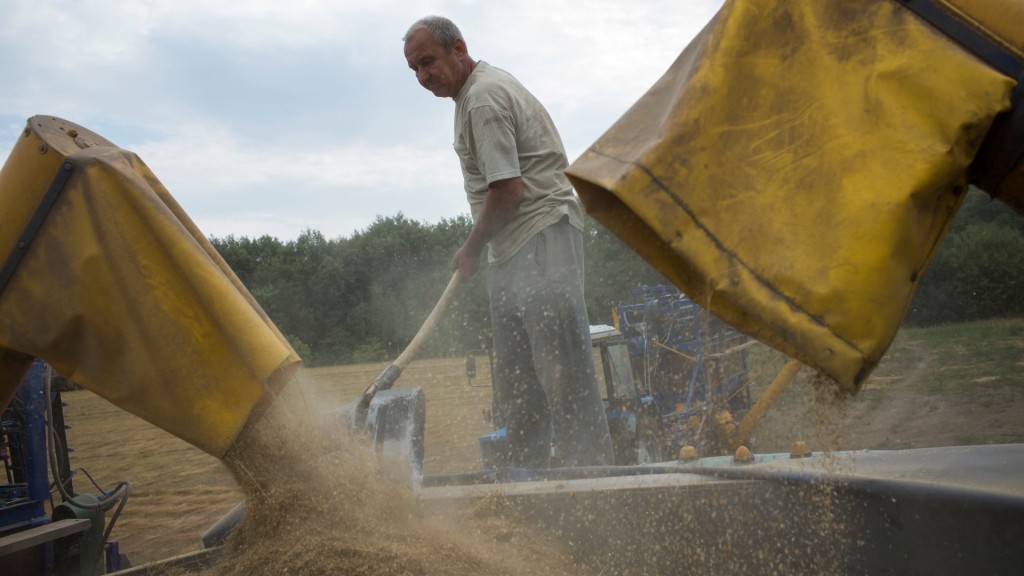 亚麻用途广泛，可以食用、榨油，也可用于纺织。图为乌克兰种植的亚麻。 路透社