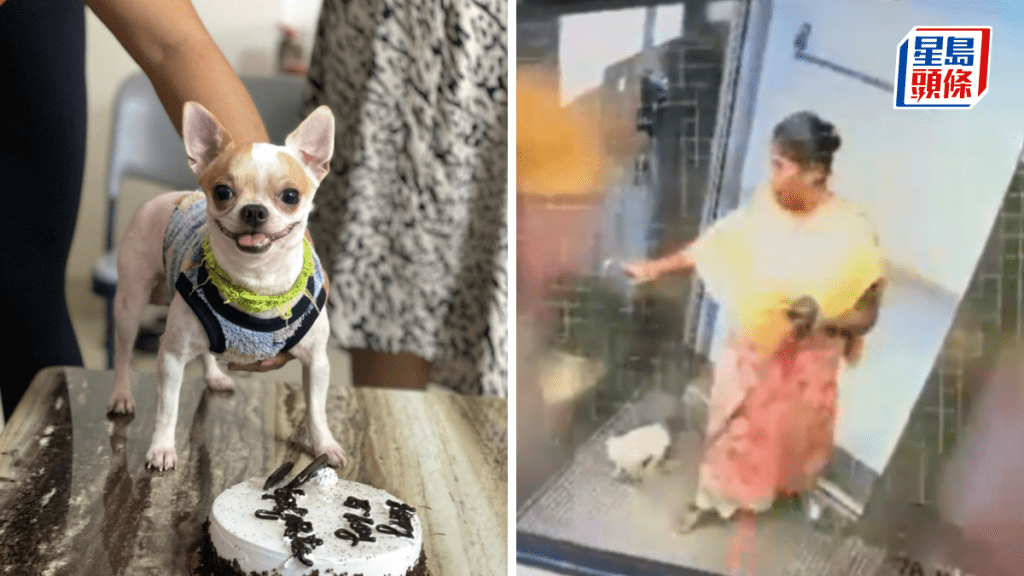 狗褓姆在電梯內虐殺小狗Goosi。X@ChalavadiVinod