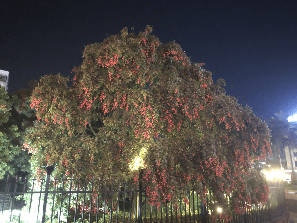 晚上位於增城市的掛綠廣場，掛綠荔枝樹大豐收。（圖片來源：小紅書@無花果）