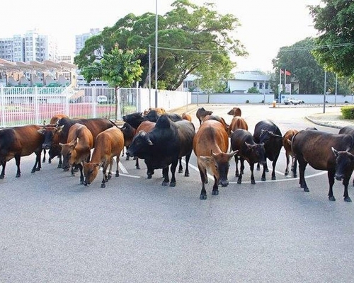 「西貢護牛天使」提醒,市民切勿餵飼野牛。「西貢護牛天使」提供圖片