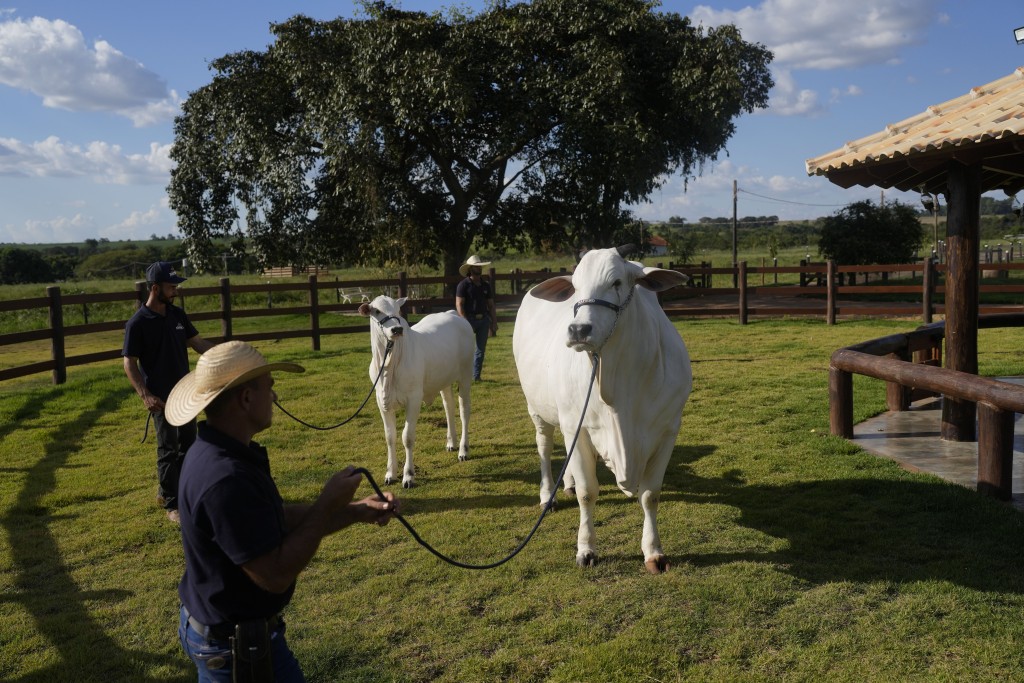 維亞蒂娜-19有1100公斤重，是相同品種成牛平均體重的2倍。美聯社