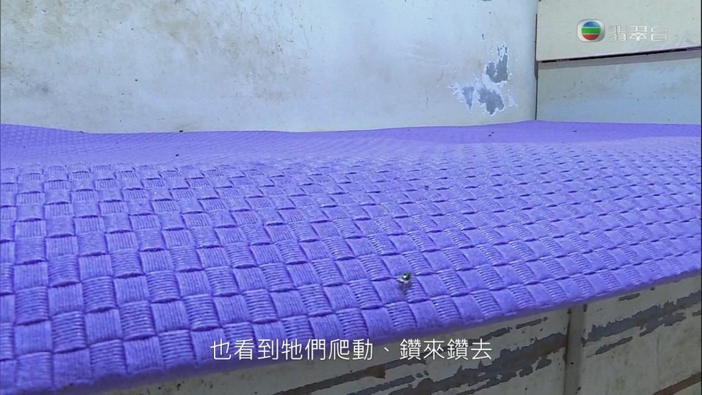 其實家中每個角落都見到蟑螂。