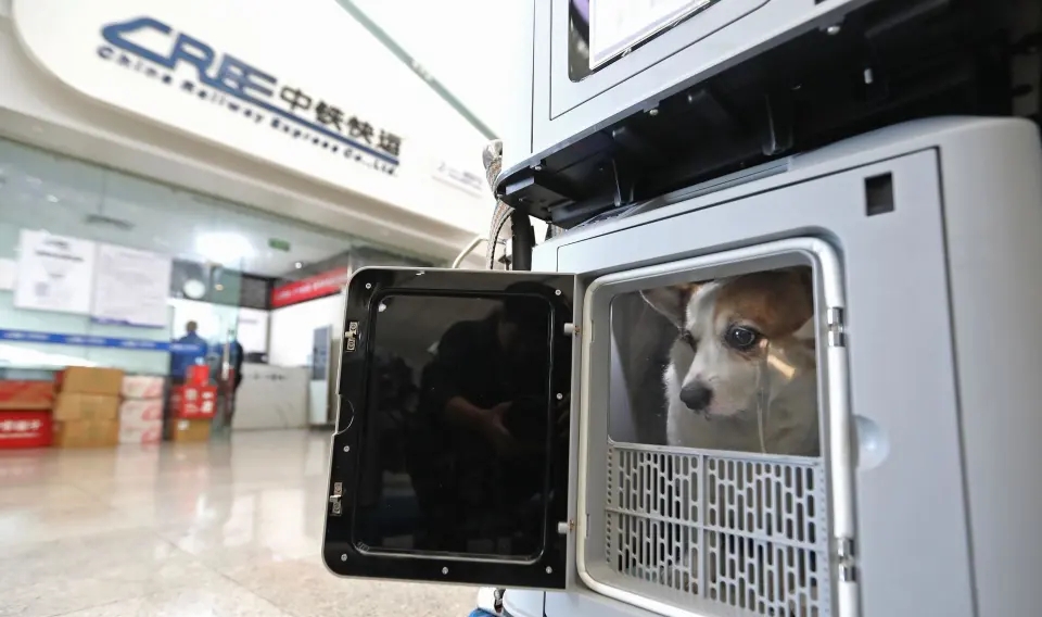 深圳北站候車室，寵物犬「骨頭」好奇地看着窗外。 深圳大件事